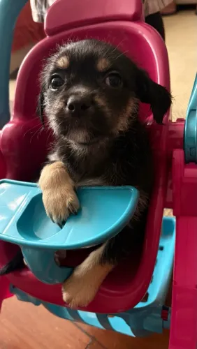 Doação de cachorrinhos