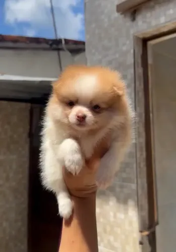 Lulu da pomerania