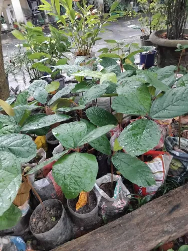 Mudas de cupuaçú 