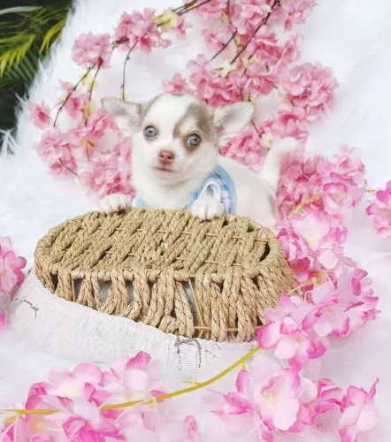 Chihuahua Pelo Curto!Lilás e Chocolate!Perfeição da raça!Valor imperdível!