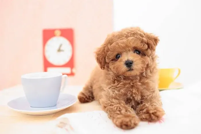 Poodle Pequeno Ursinho Cacheado
