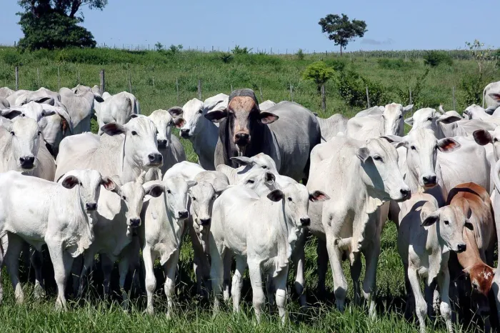 Vendo Vacas e garrotes, tbm vendo e alugo pastos com casa e curral *