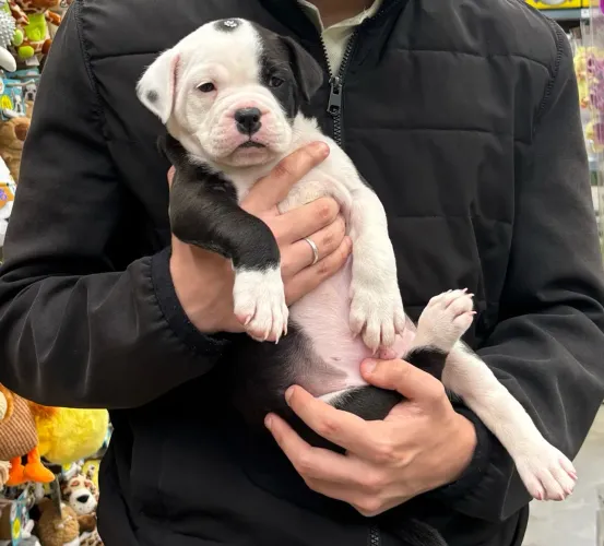 Filhote Bulldog Campeiro com Pitbull