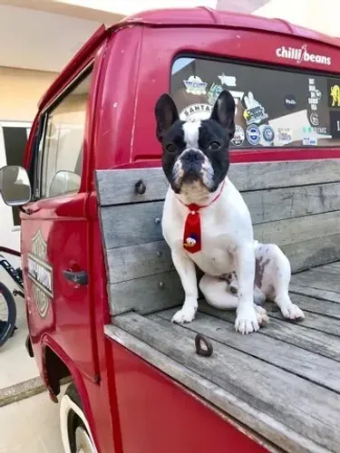 Bulldog Frances ( Macho ) Reprodutor