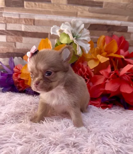 VENDA CHIHUAHUA FÊMEA E MACHO PELO LONGO