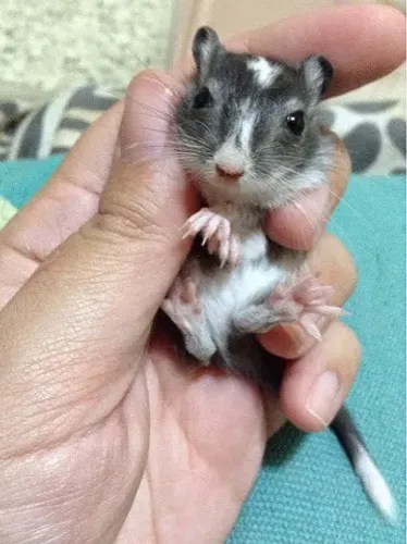 Filhote de Gerbil Panda Fêmea
