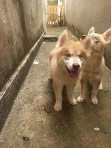 Husky Siberiano 