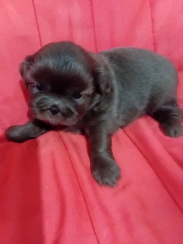 Shih.tzu Fêmea Chocolate
