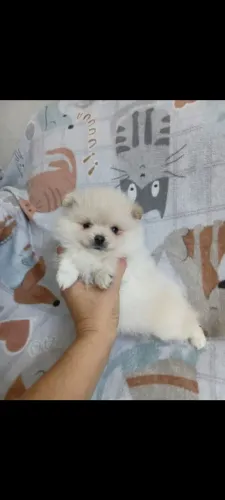 Spitz machinho 