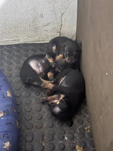 Vende se pinscher 01