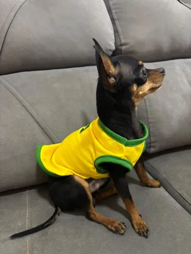 Cachorro