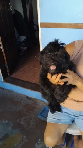 Cachorro 