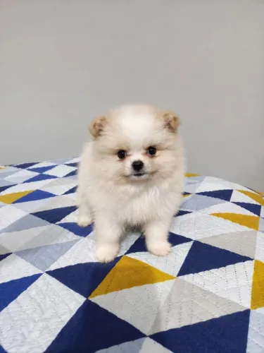 Filhote Spitz alemão 