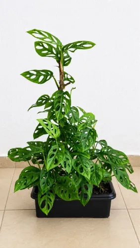 Vendo Planta Monstera 