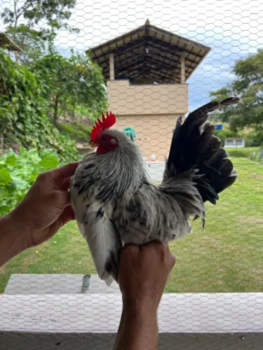 Casal de garnizé