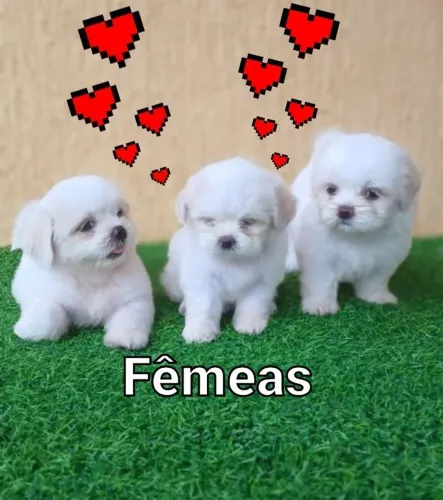 Shitzu mini Machos 