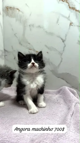 Filhotes de Angora Pronta entrega