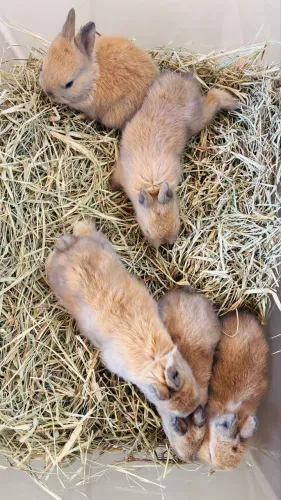 4 FILHOTES DE COELHOS MINI LIONHEAD