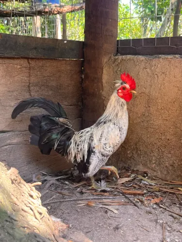 Garnisés macho adulto 