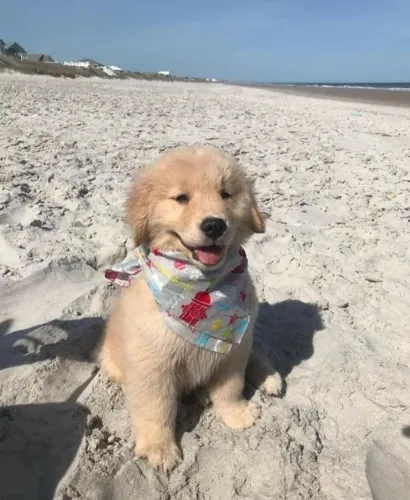 Filhote de cachorro golden retriever super dócil e temperamento equilibrado