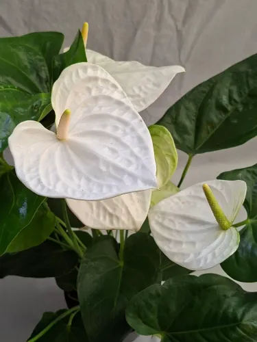 Planta antúrio branco