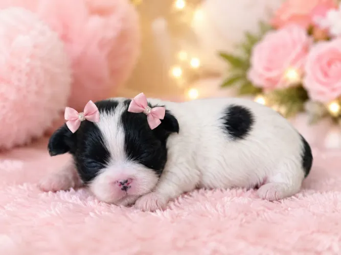 Filhotes Shih Tzu para reserva( apenas fêmeas)