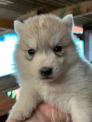 Doando husky siberiano