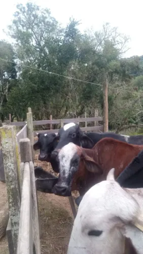 Animais