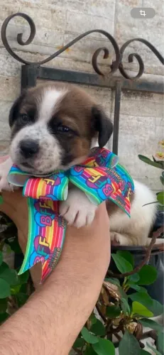 Vendo filhote shihtzu com maltês