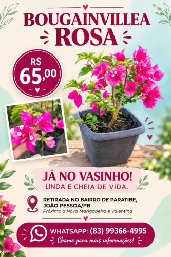 Vende-se Bougainville Linda no Vaso 