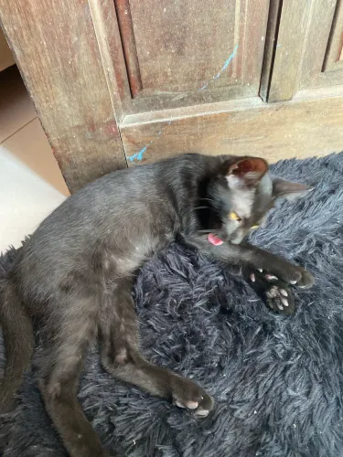 Gato macho