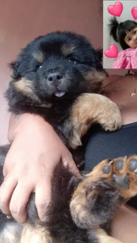 Cachorro chow-chow da língua roxa um ano e 10 meses