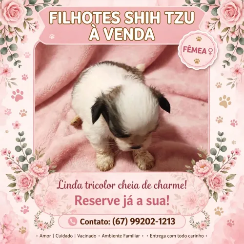 Shihtzu femea