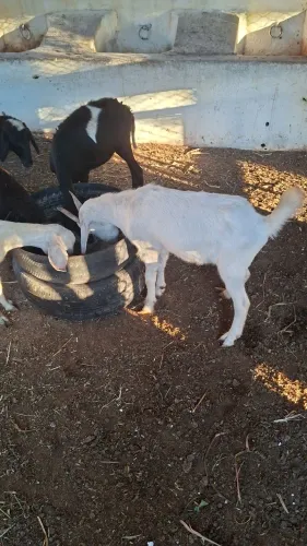 Vendo casal de cabritos!!!