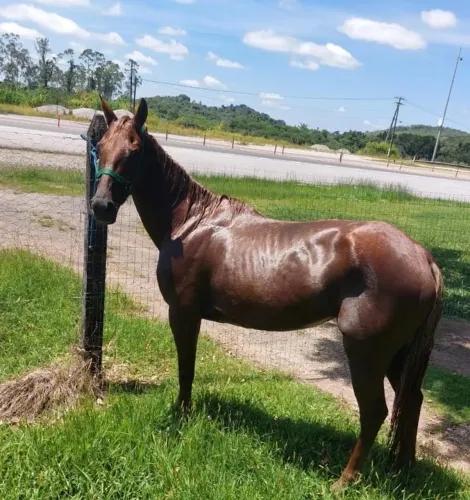 Vendo égua e cela | troco por carro ou moto