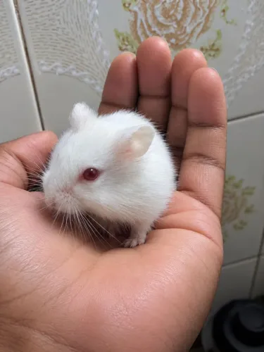 Hamster