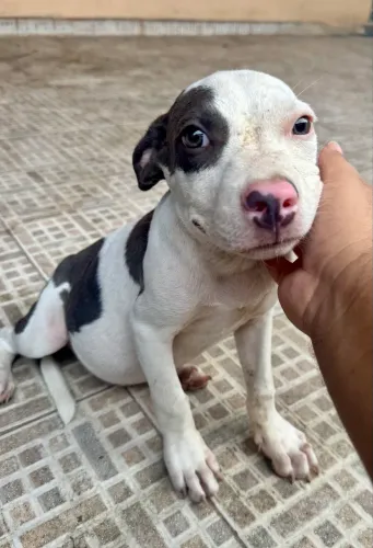Filhote American Bully