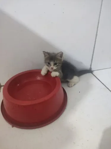 Gatinhos para adoção 