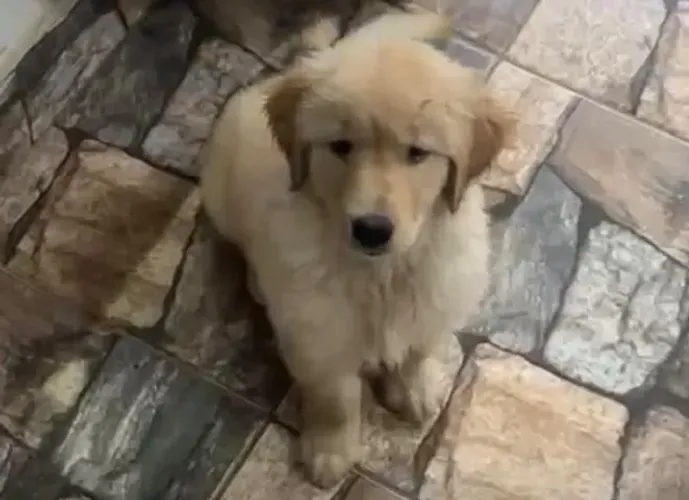 Golden retriever filhote com pedigree disponivel