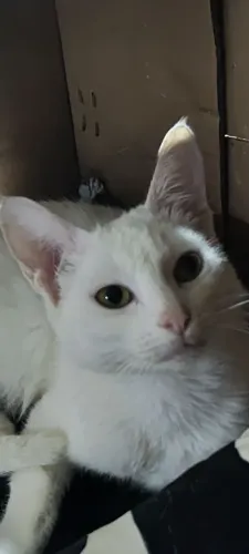 Gata castrada