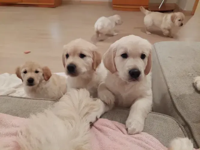 Golden Retriever - Canil Próprio e Loja Física Para Uma Escolha Mais Segura
