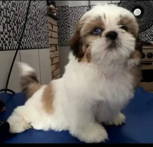 Shih tzu ideias para companhia