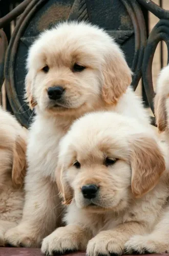 O Filhote de Golden Retriever Que Vai Mudar Sua Rotina Para Melhor