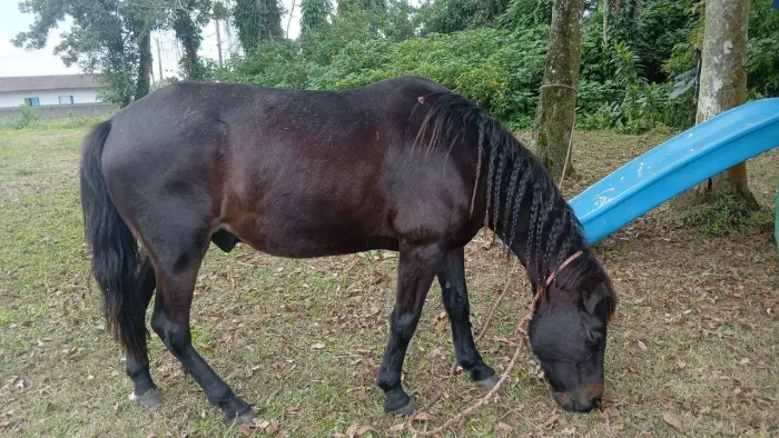 Cavalo