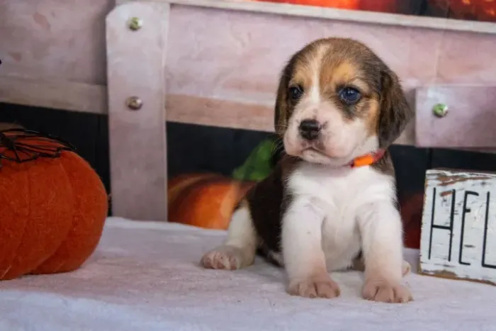 Filhotes de Beagle | Pequenos de alma gigante!