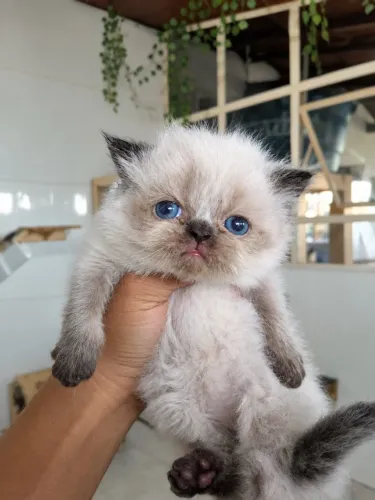 Gato persa