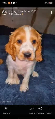 Filhotes de Cocker Spaniel Inglês legítimos 
