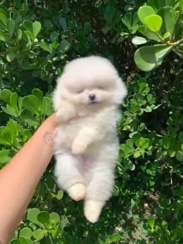 Spitz alemão  ou lulu da pomerania anão 