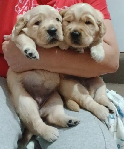 Doação Filhotes de Golden
