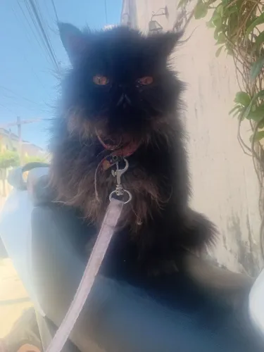 Vendo gatinha persa